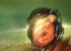 A picture of the ERZ power plant chimney and of the Prime Tower in Zurich